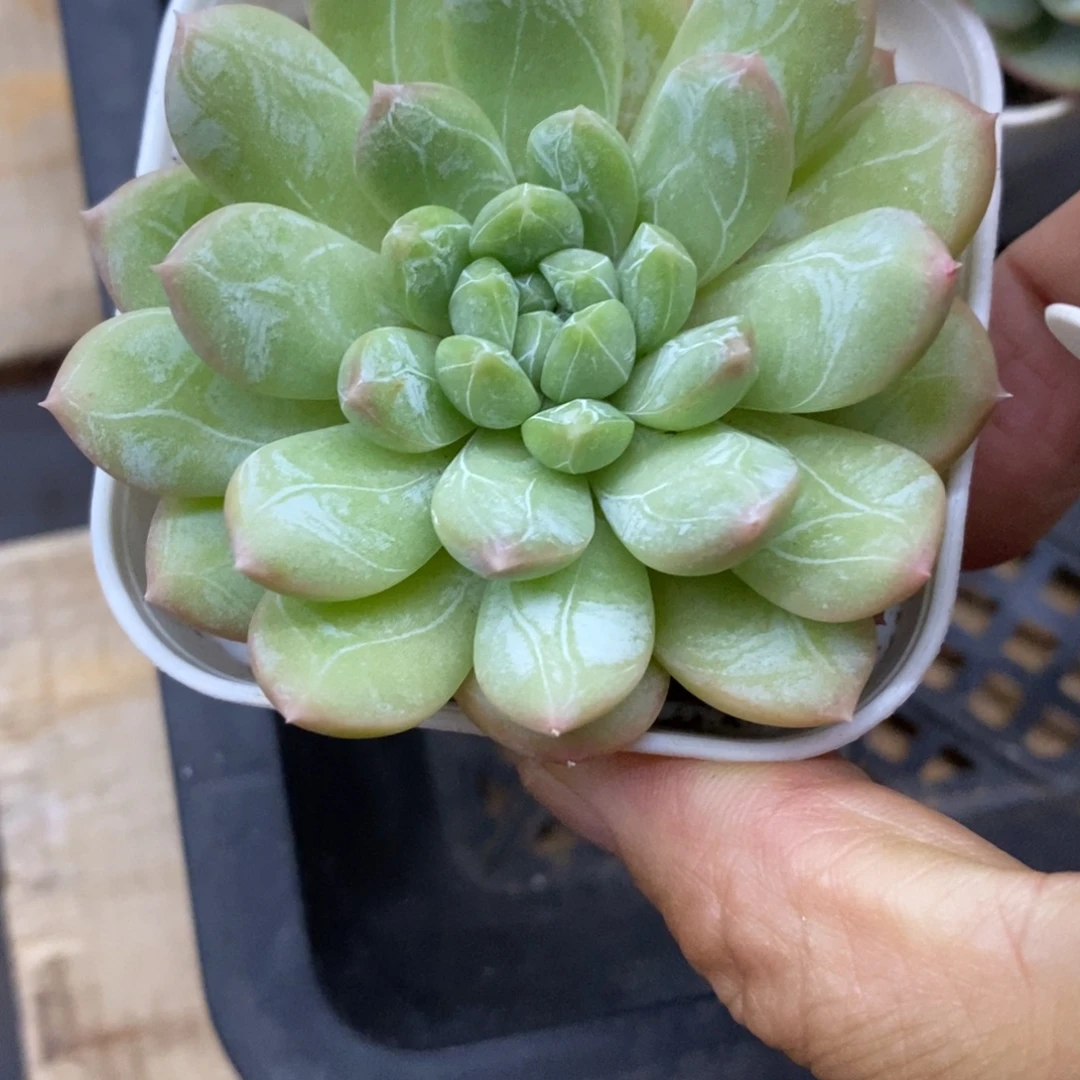 精品多肉一物一拍不包整137