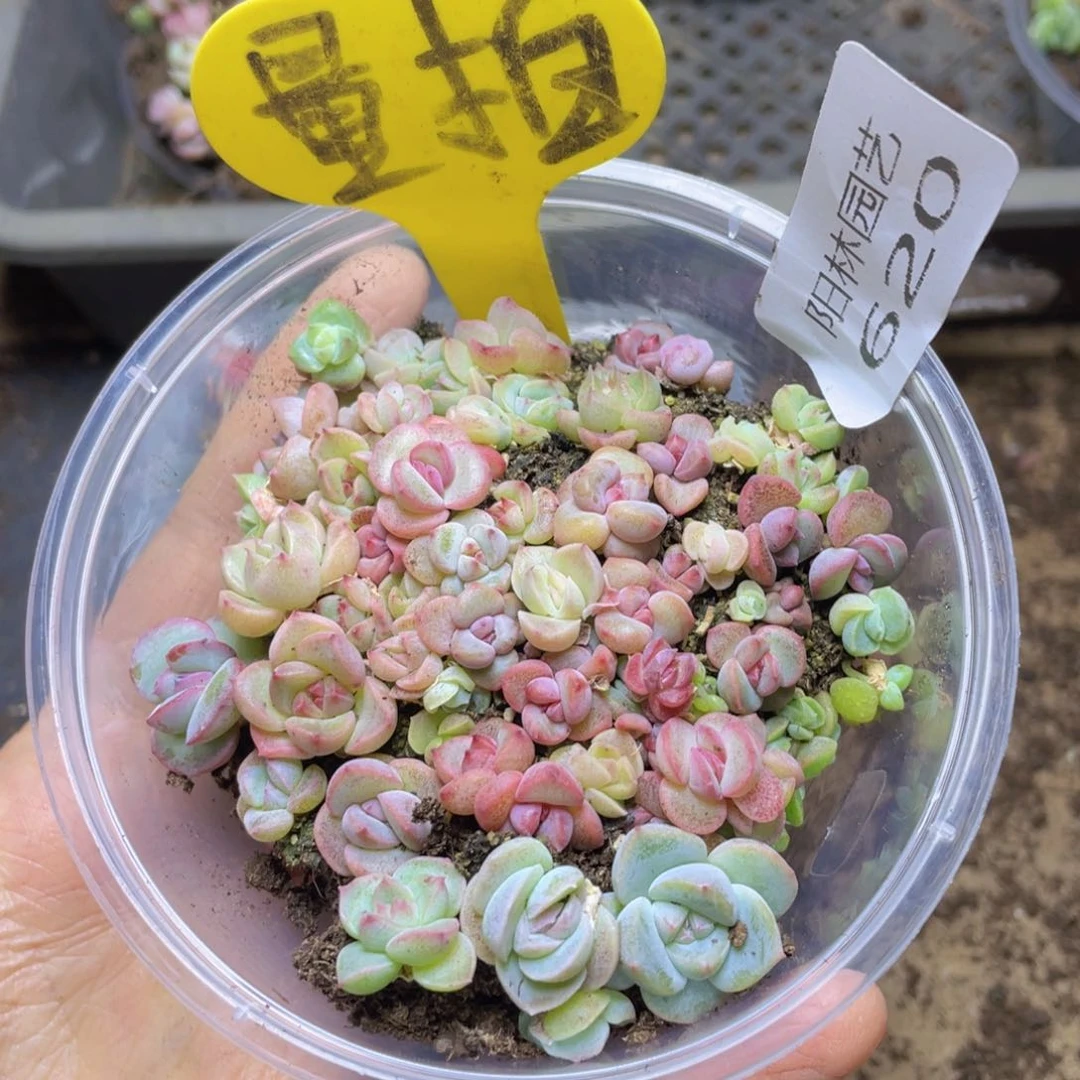量拍多肉植物多肉植物620