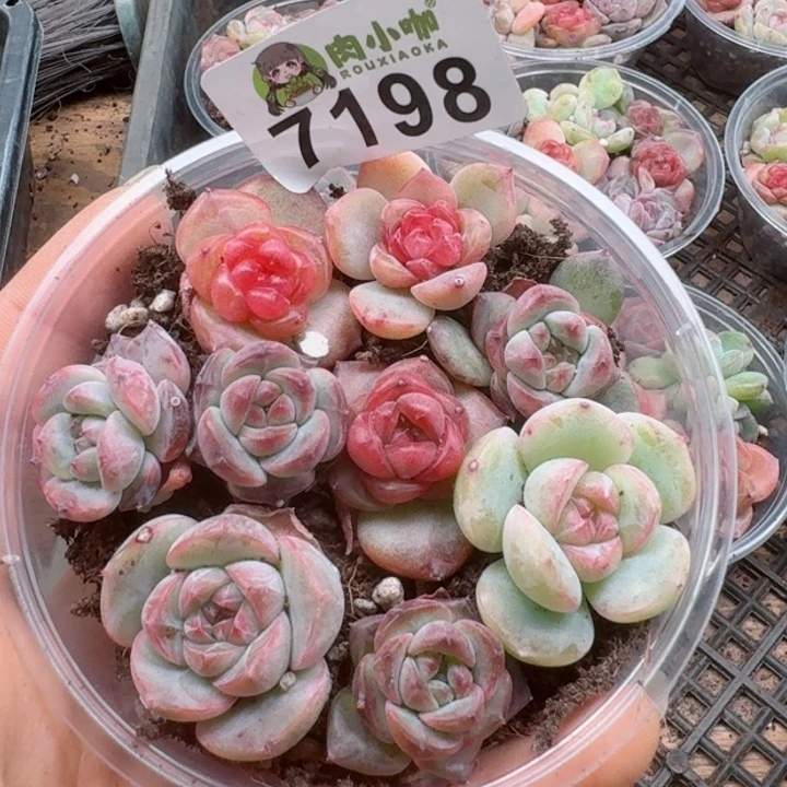 多肉植物多肉植物