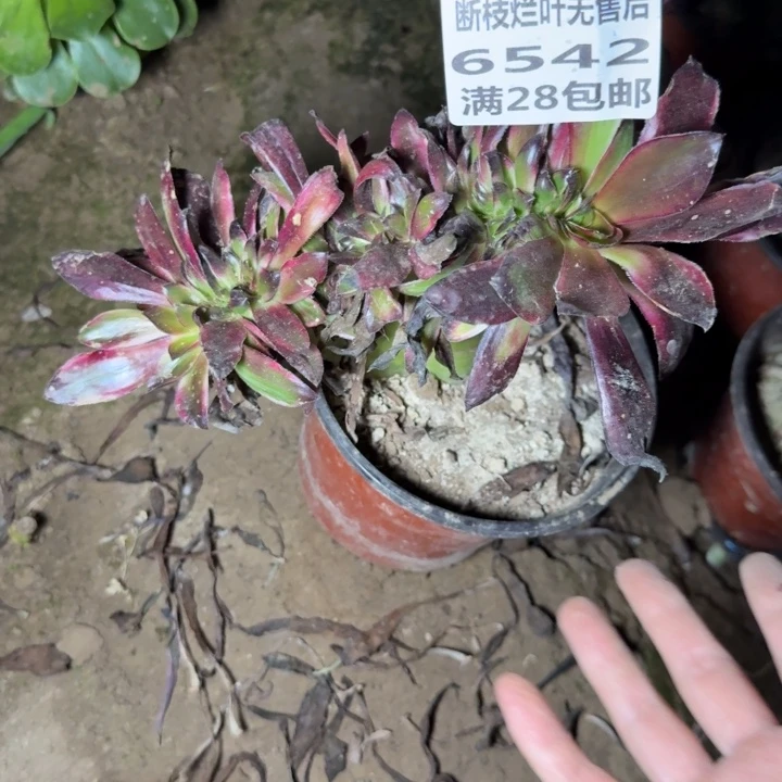 畅****6542北边三号棚巫毒缀