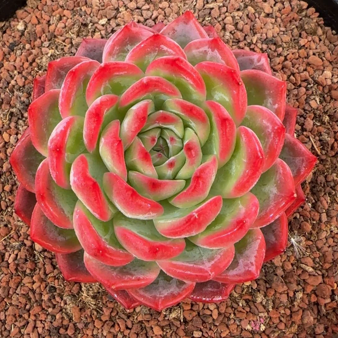 从前慢花园精选多肉大红鸾