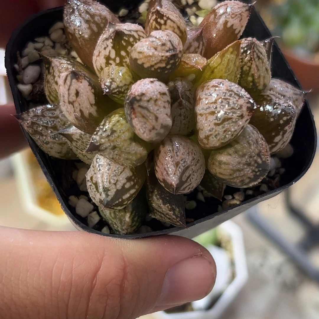皇妃变异群十二卷多肉