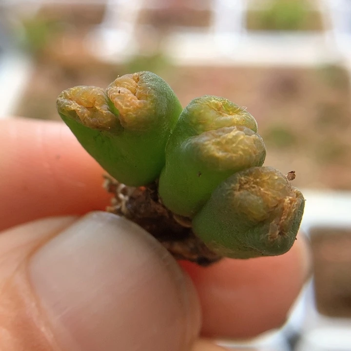 战损004 肉锥植物