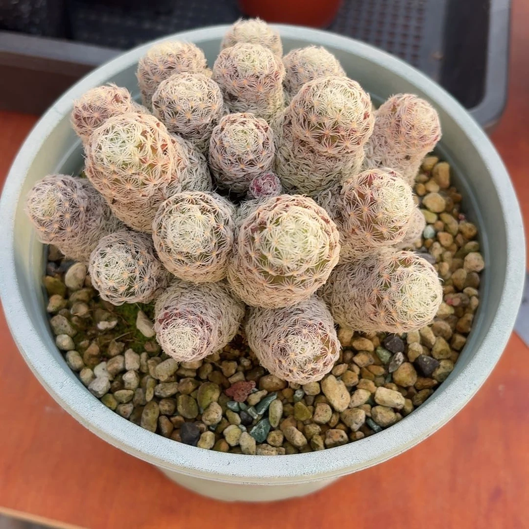 *****乳突仙人球12345565