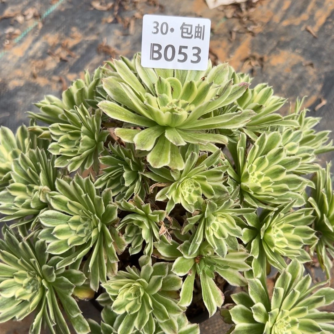 053碧浪,多肉法师