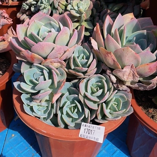 6****6血凤17017多肉