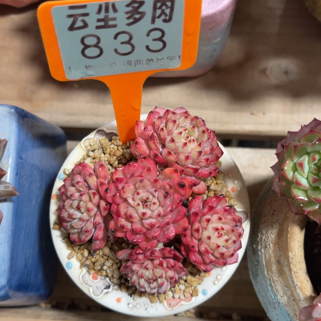 云尘多肉一物一拍不含盆833