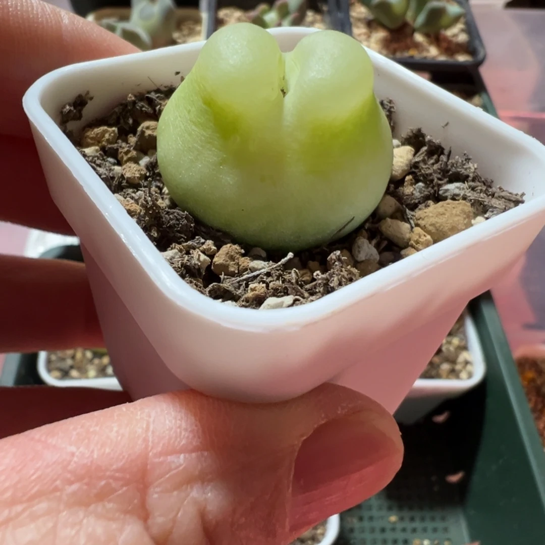 拉灯肉锥母本2.8公分带盆土发货