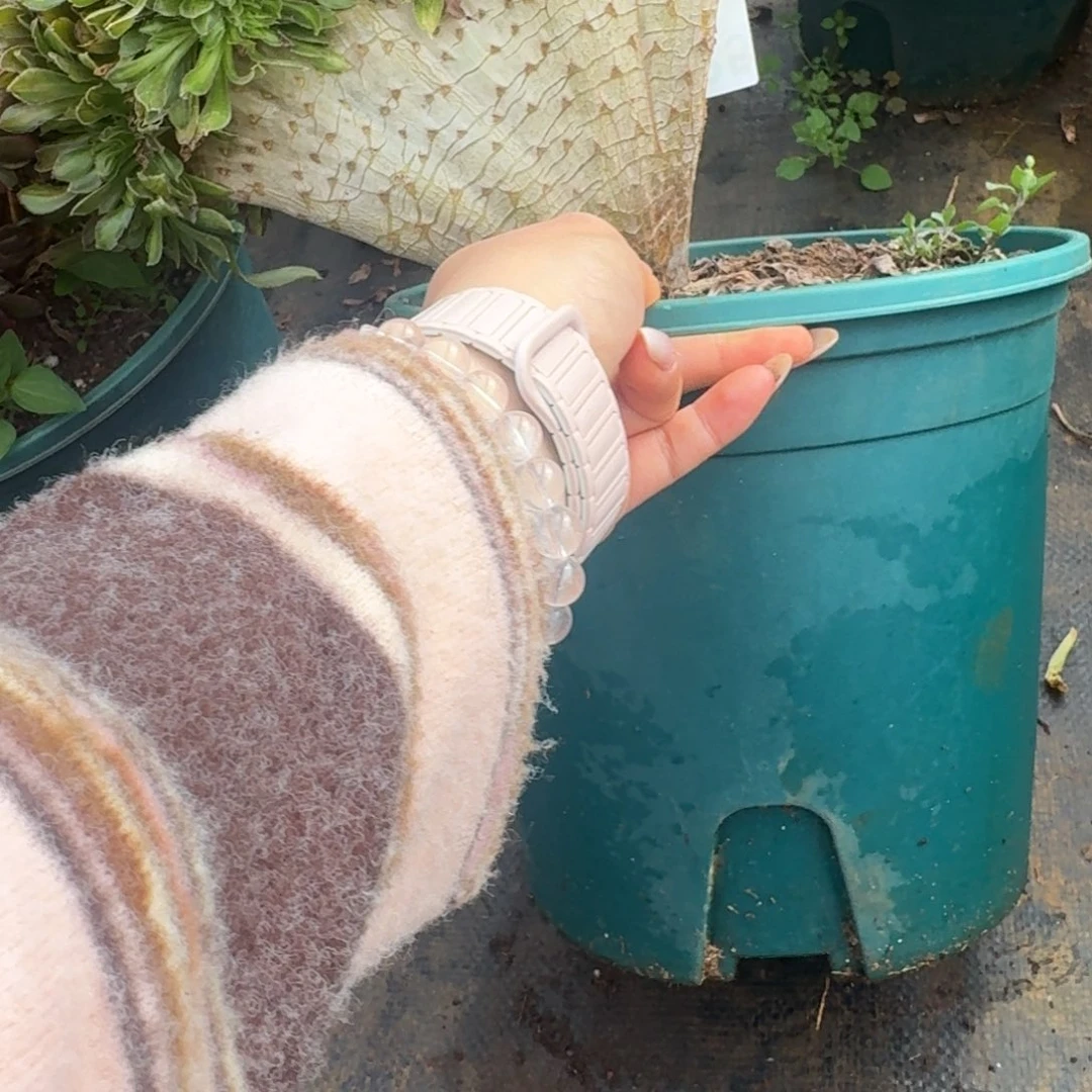 飘***泊225碧螺春缀化多肉植物满28包邮