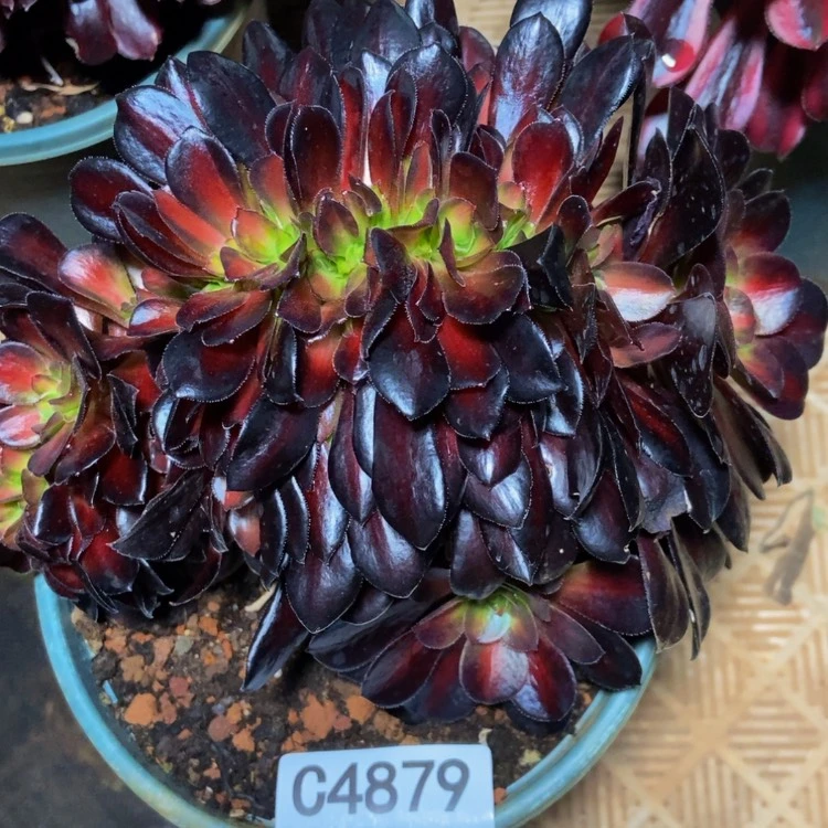 【闪购商品】4879美杜莎中斑多肉