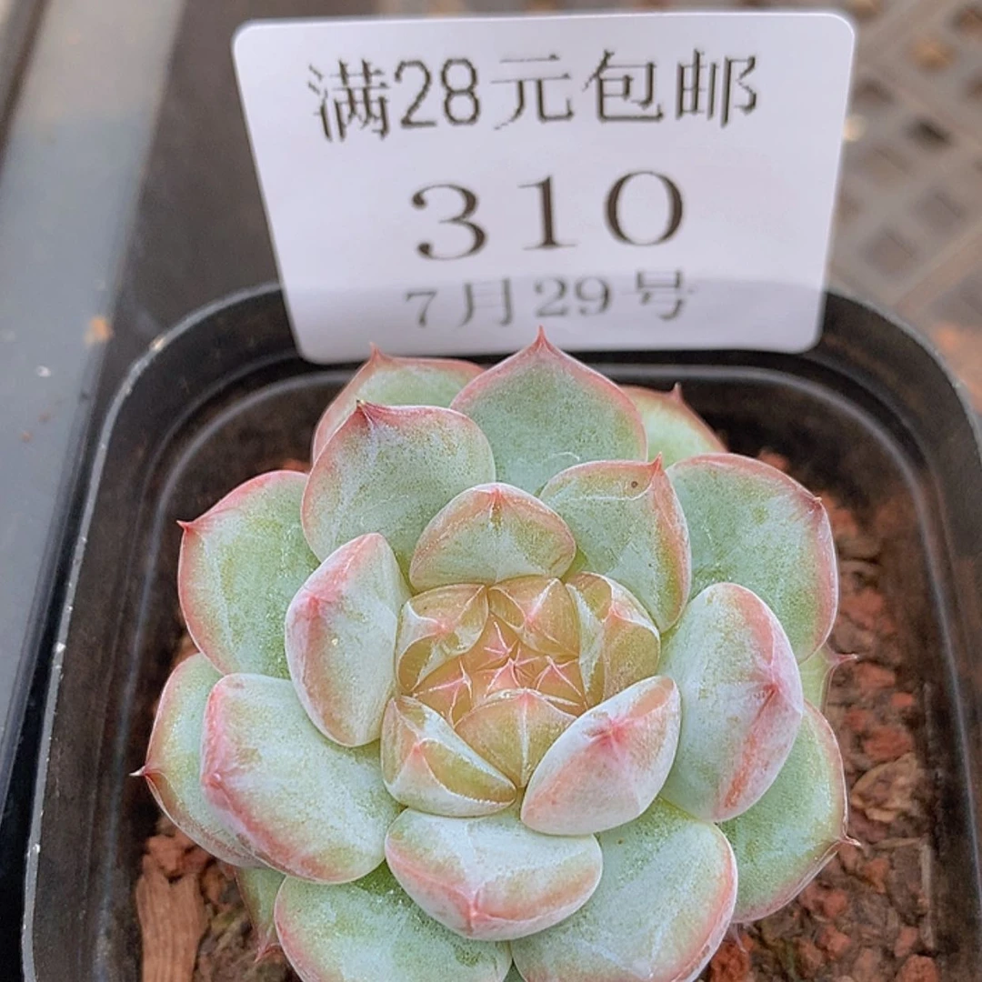 【闪购商品】云310号