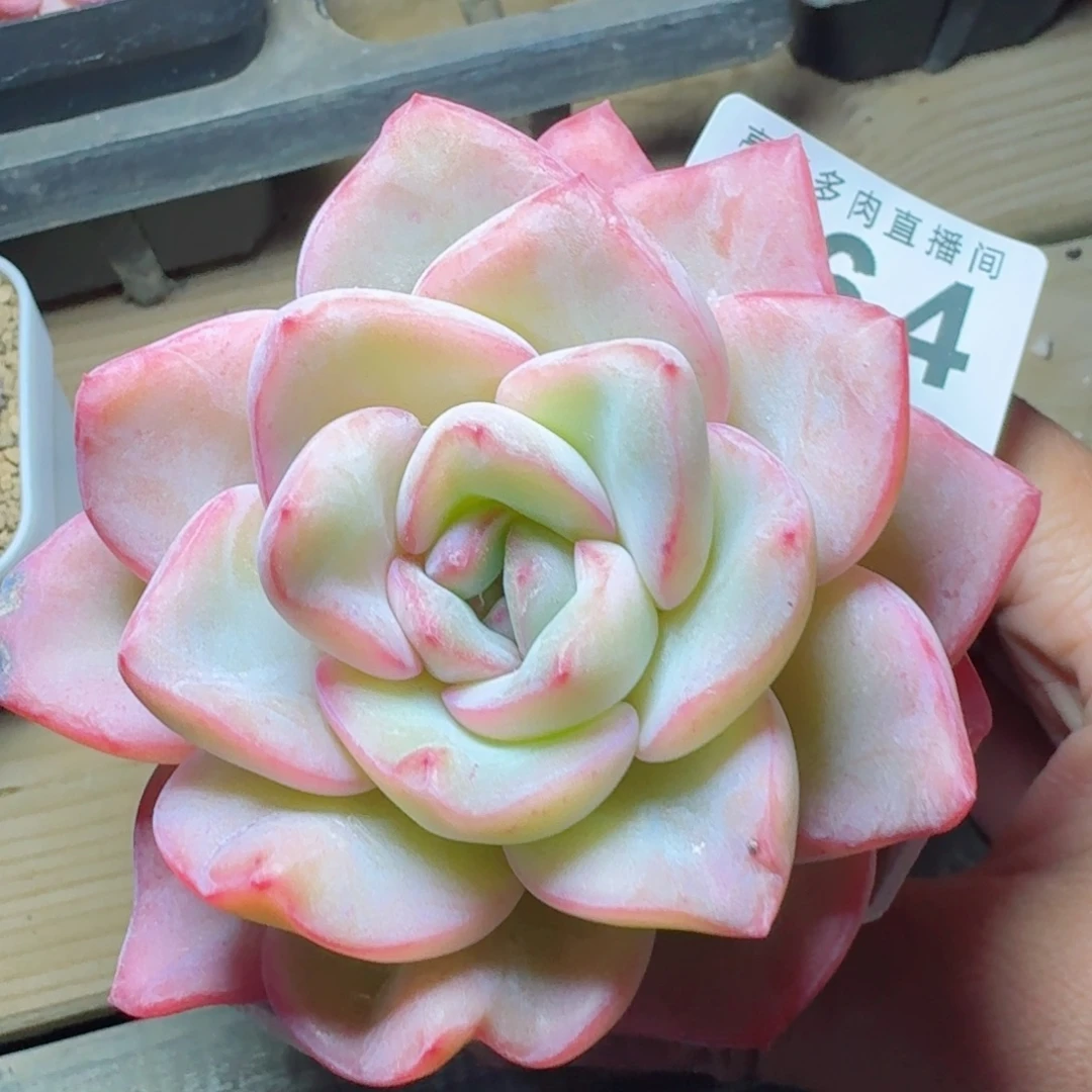 泡芙      愿你一路坦途，乘风破浪展宏图