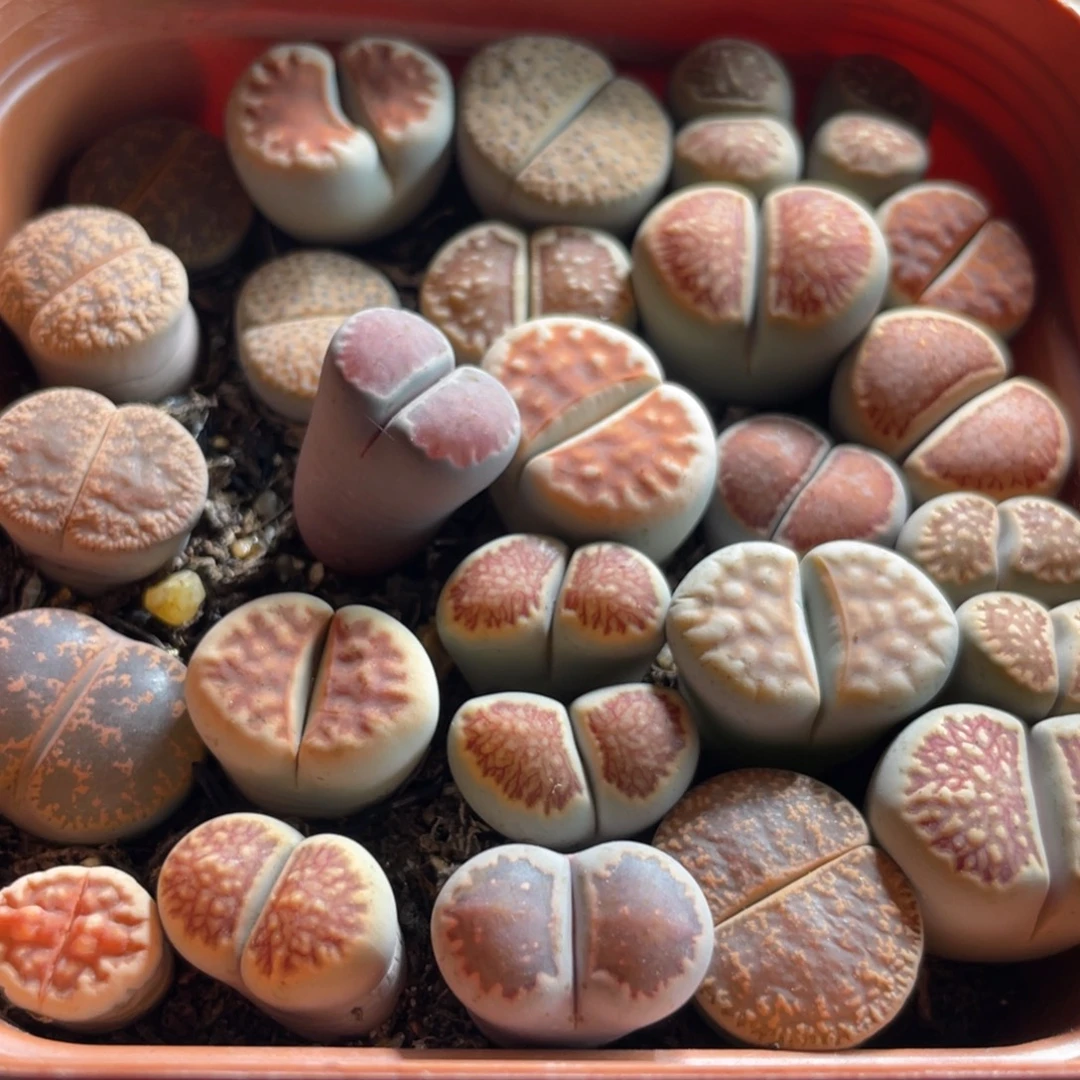 大盆特价一物一拍～36