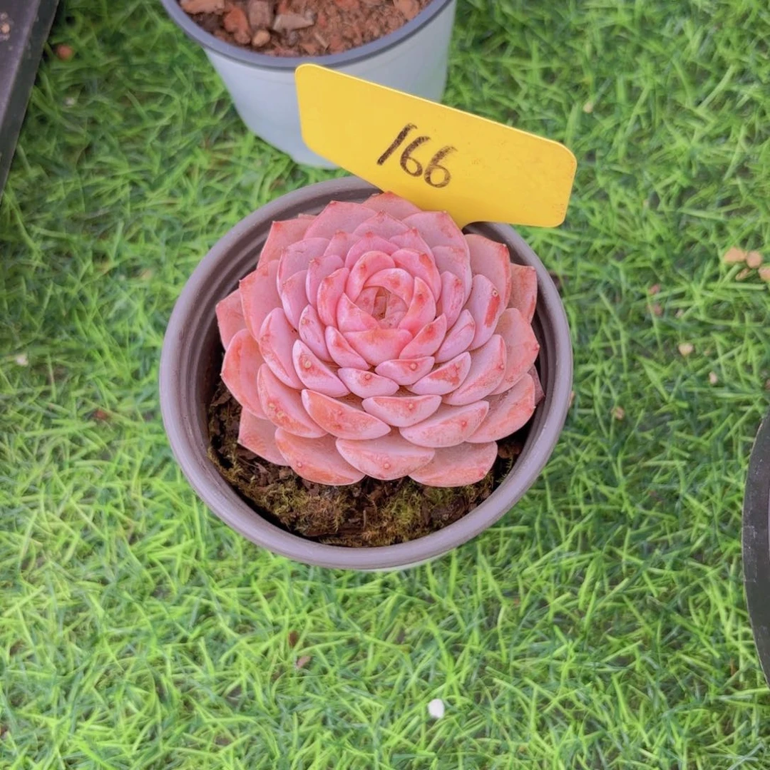 华****金啦啦了啦啦啦啦啦啦啦啦