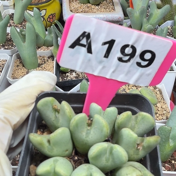 199mnnnnnnjjjjjmmmmm