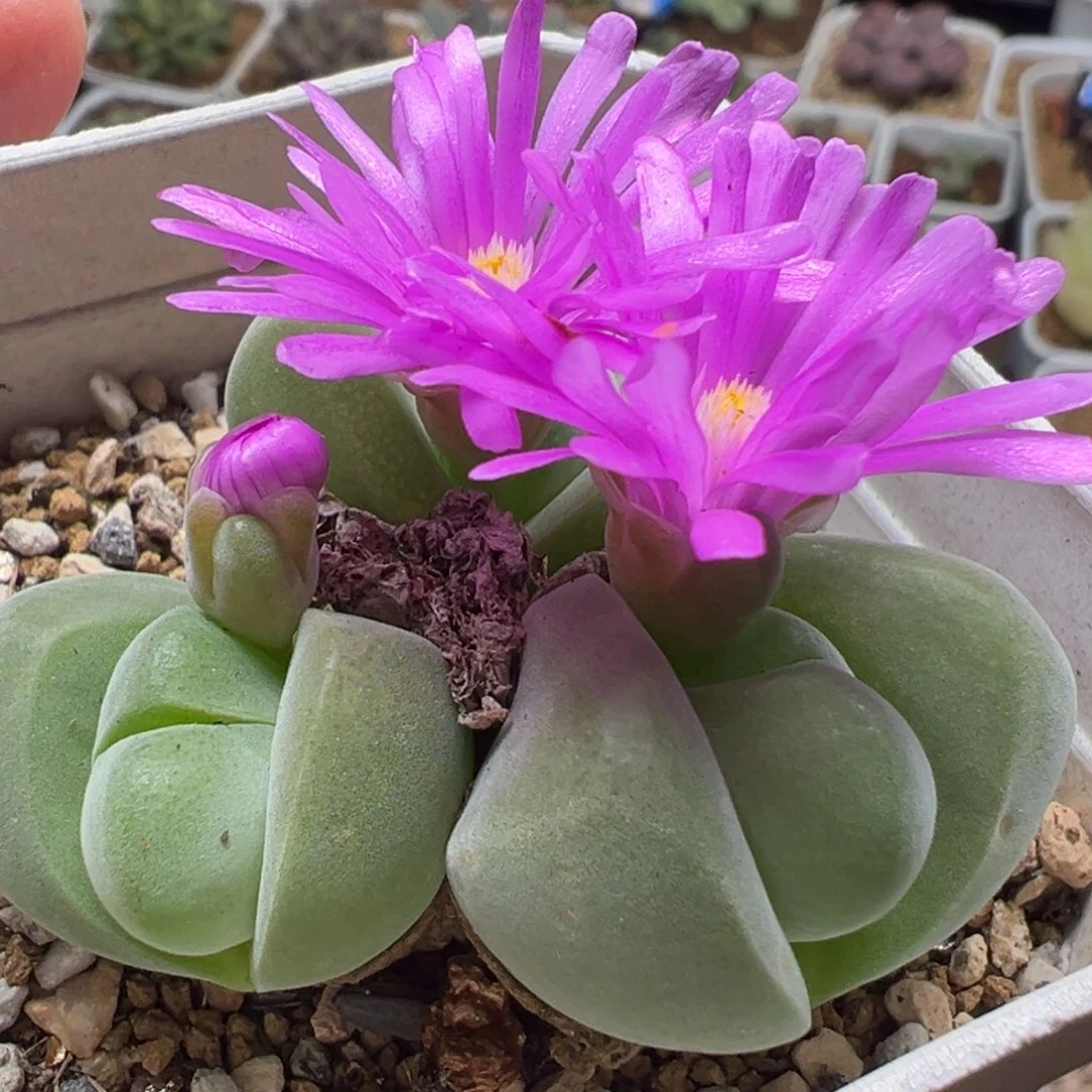 多肉植物百科3948