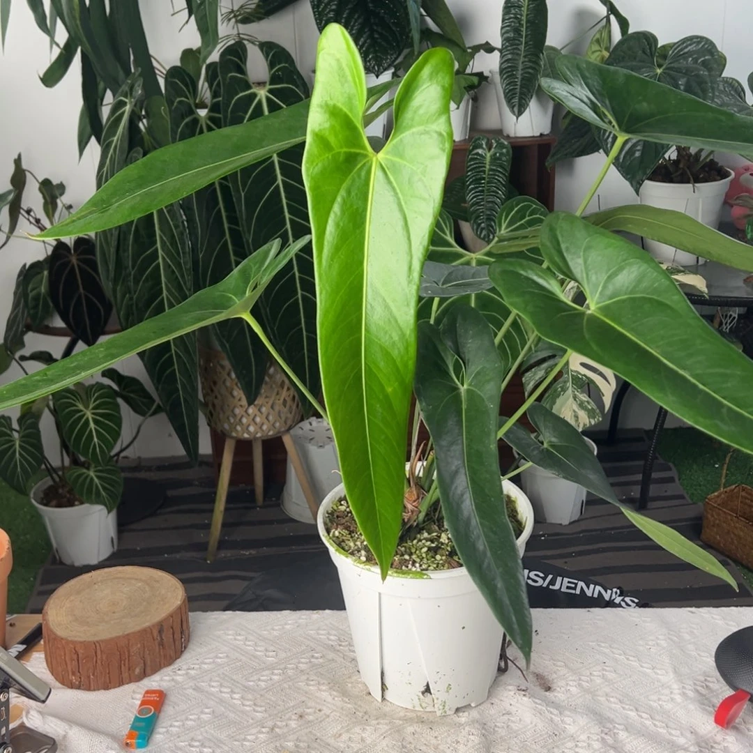 完全开放危地马拉母本