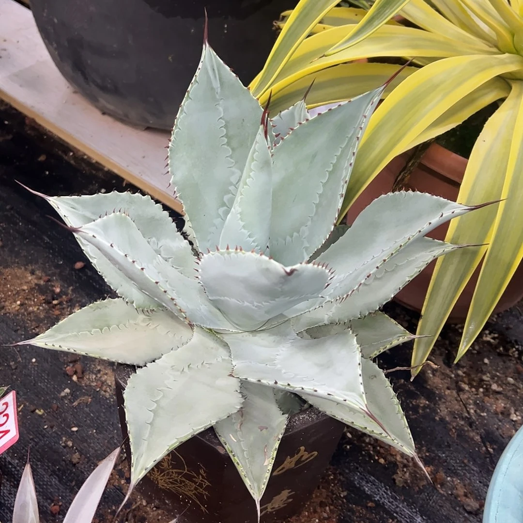 龙趾龙舌兰系列龙舌兰