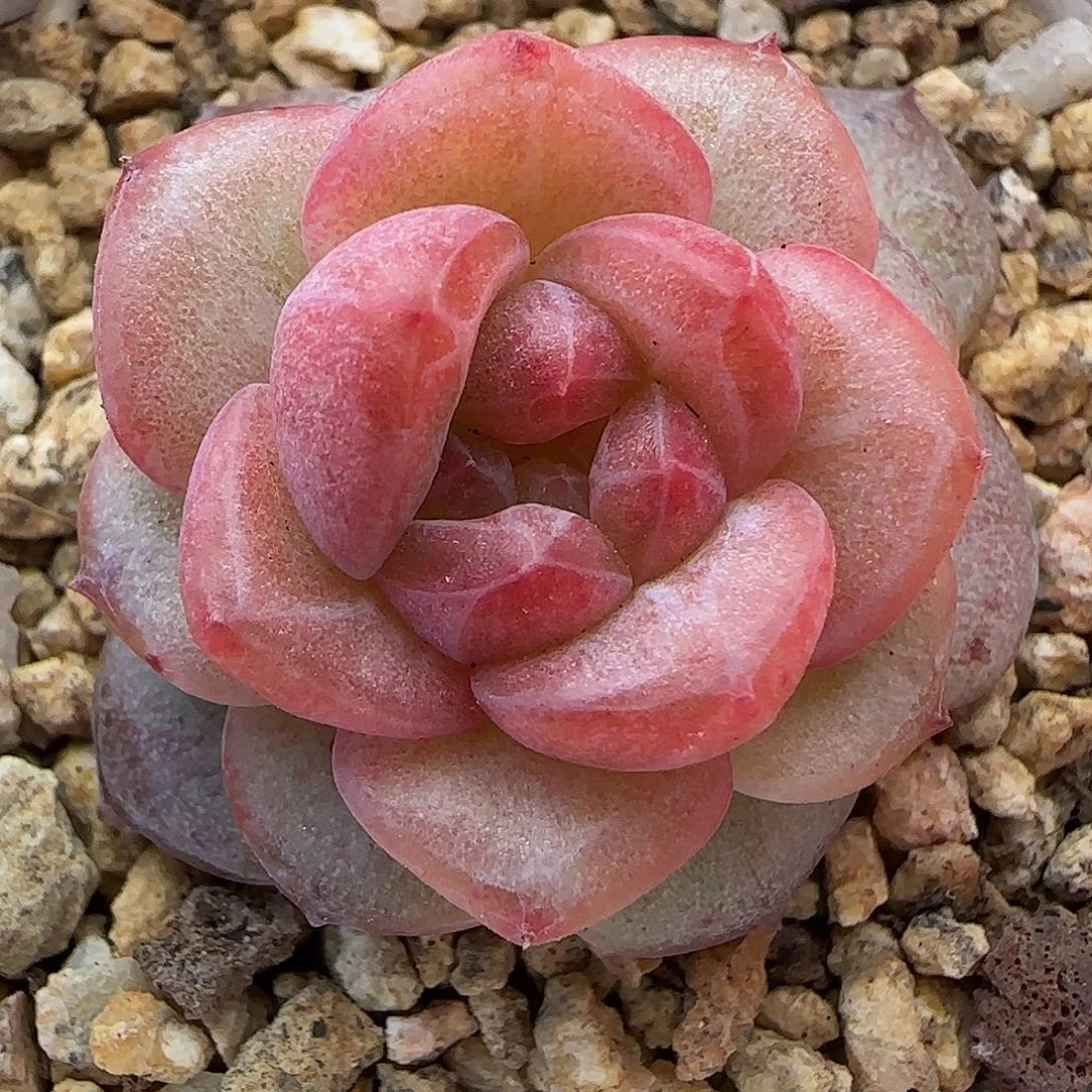 蓝***栀【满29包邮非偏远】374