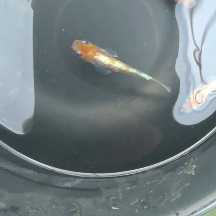 海水观背青鳉，不加温不打养，渔场直售