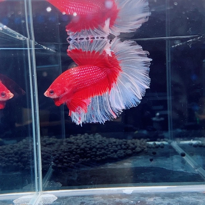 斗鱼黑166号巨斗半月