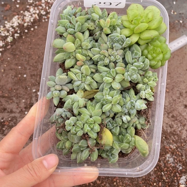 糕大上多肉植物297