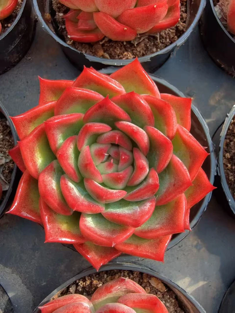 弗洛瑞安娜单头（4-6cm）脱土