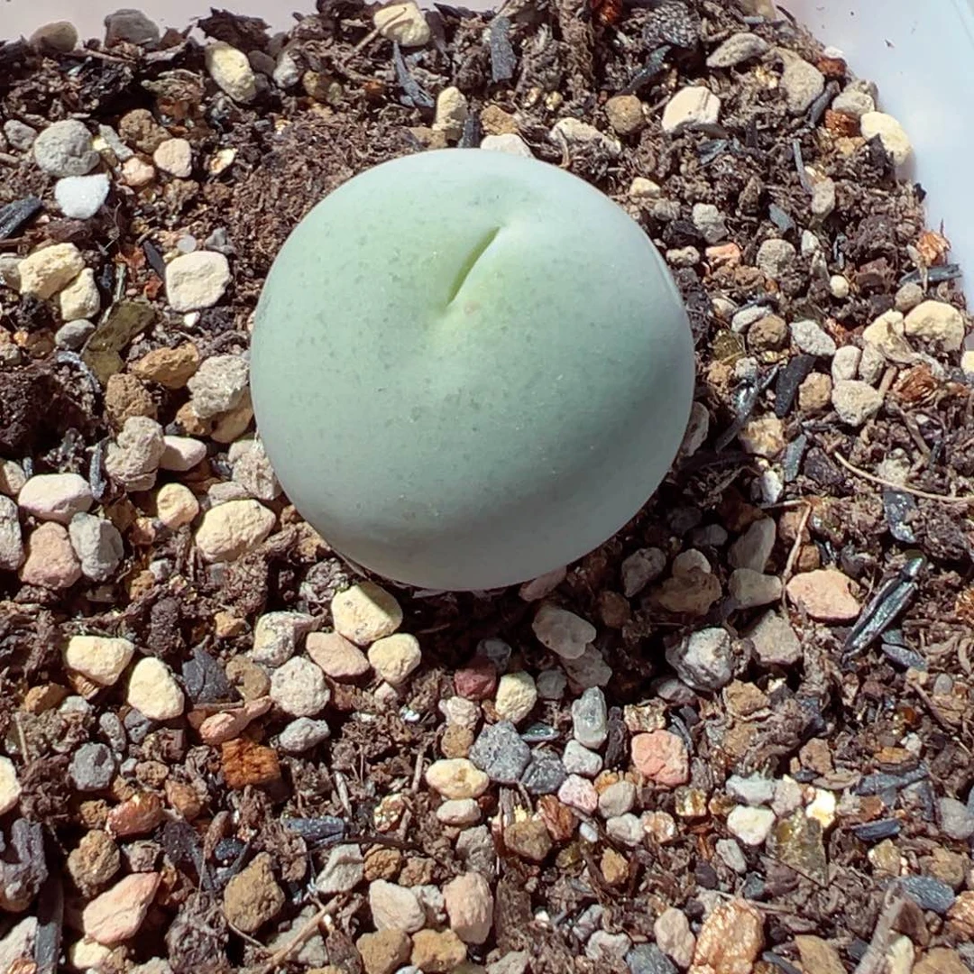 0205-237.鸽子蛋1.9cm