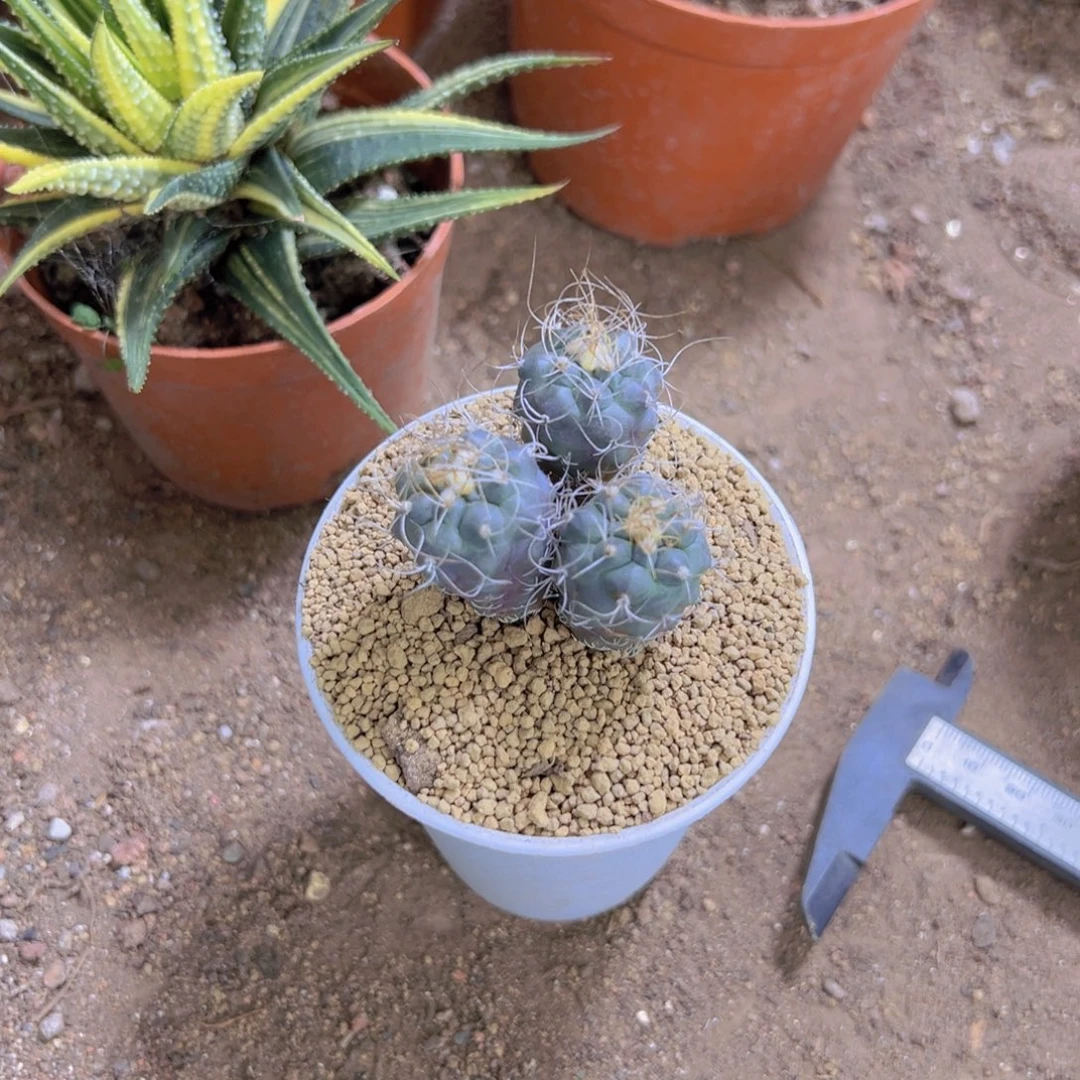 吉***喆383838659683565655