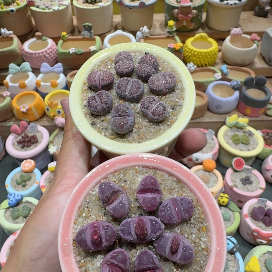 蘑菇1076红大内紫李多肉植物