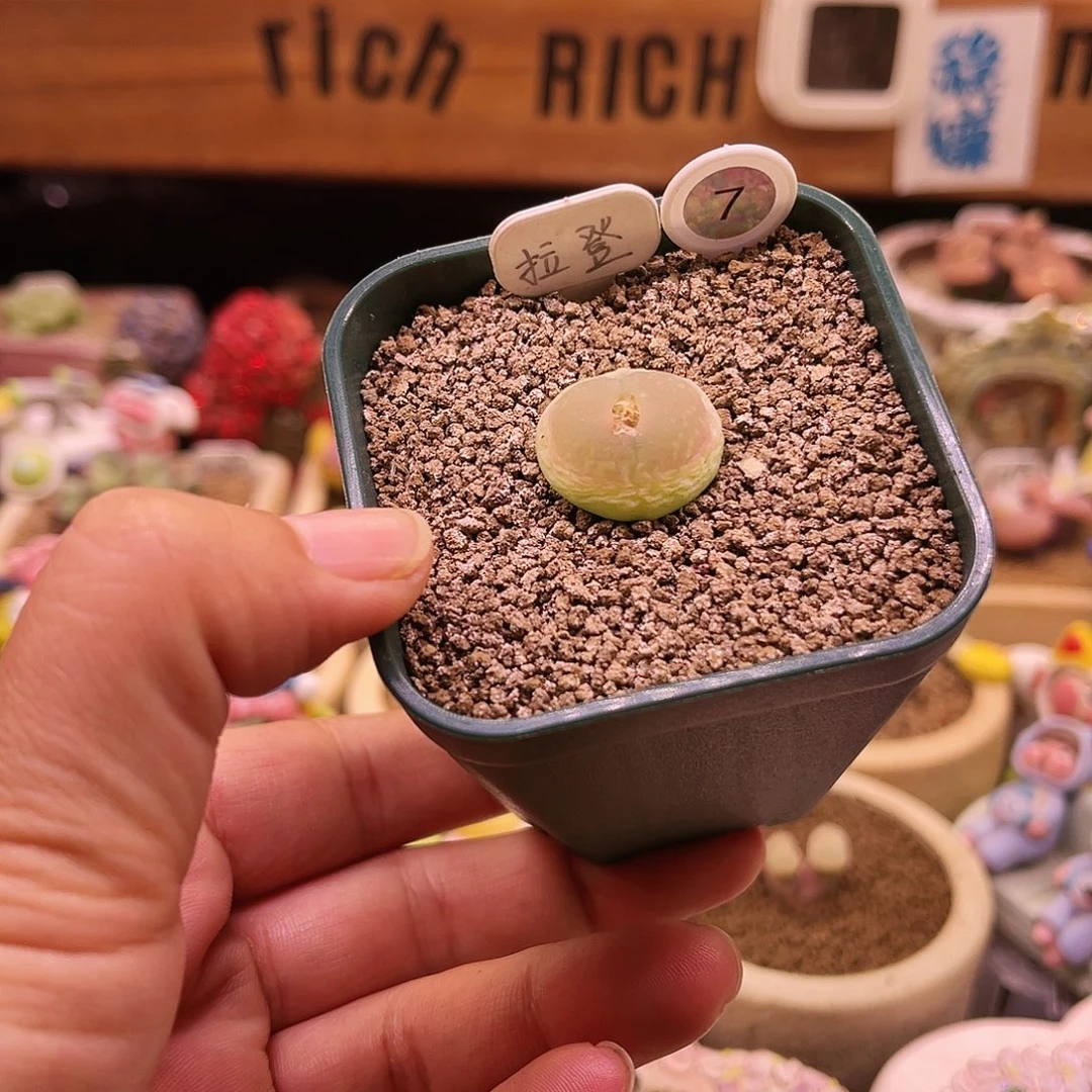 登登子可带盆土发货