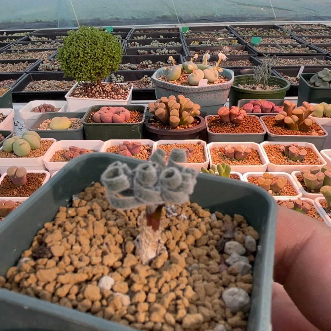 弹簧草植物一物一拍