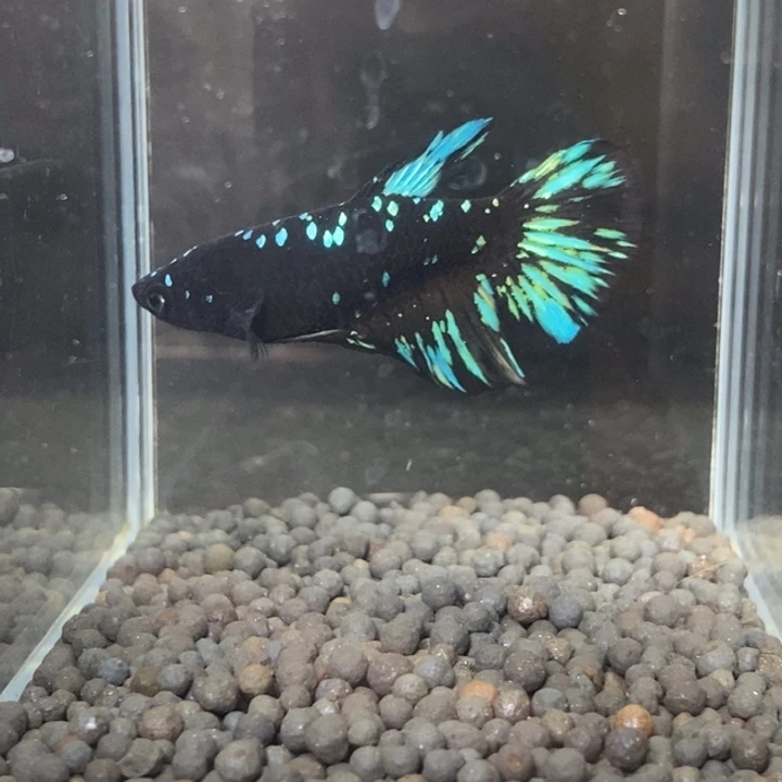 斗鱼泰国斗鱼167号