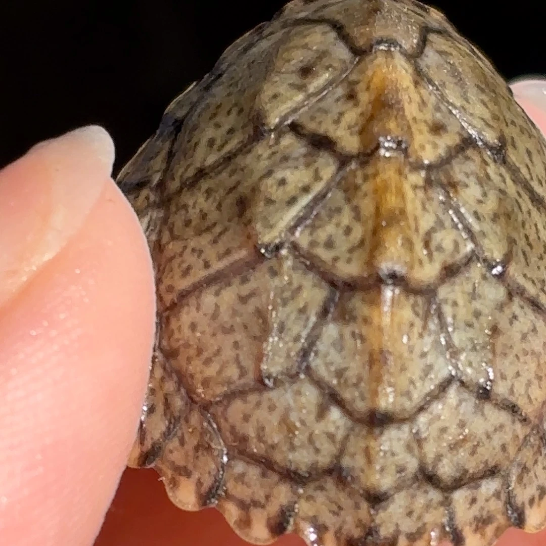 宠物龟不分公母微微小歪甲双满文粗纹黑刀