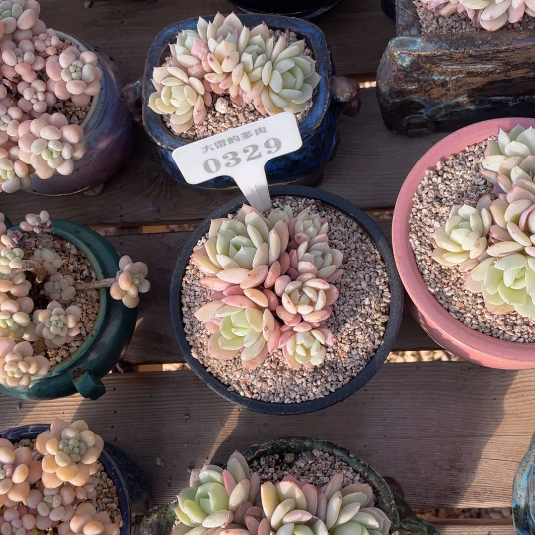 初****ɞ0329恋曲不带盆啦啦啦啦