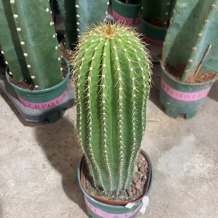 往**零大凤龙20 脱土发货