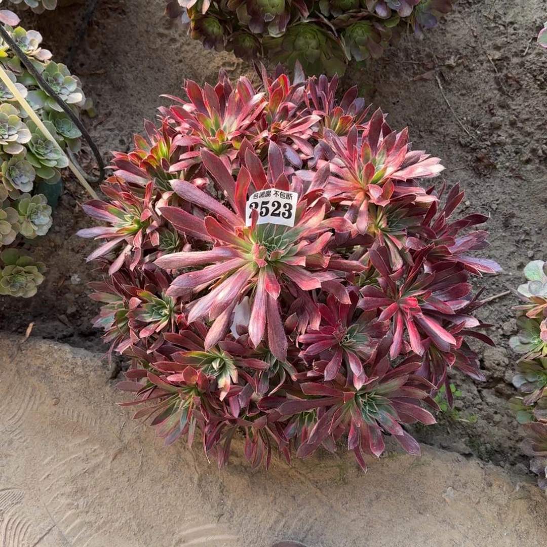 法师惊鸿16-26 2523