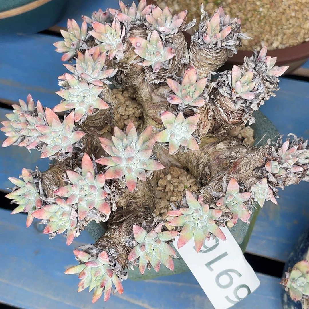 白姆多头老桩6916