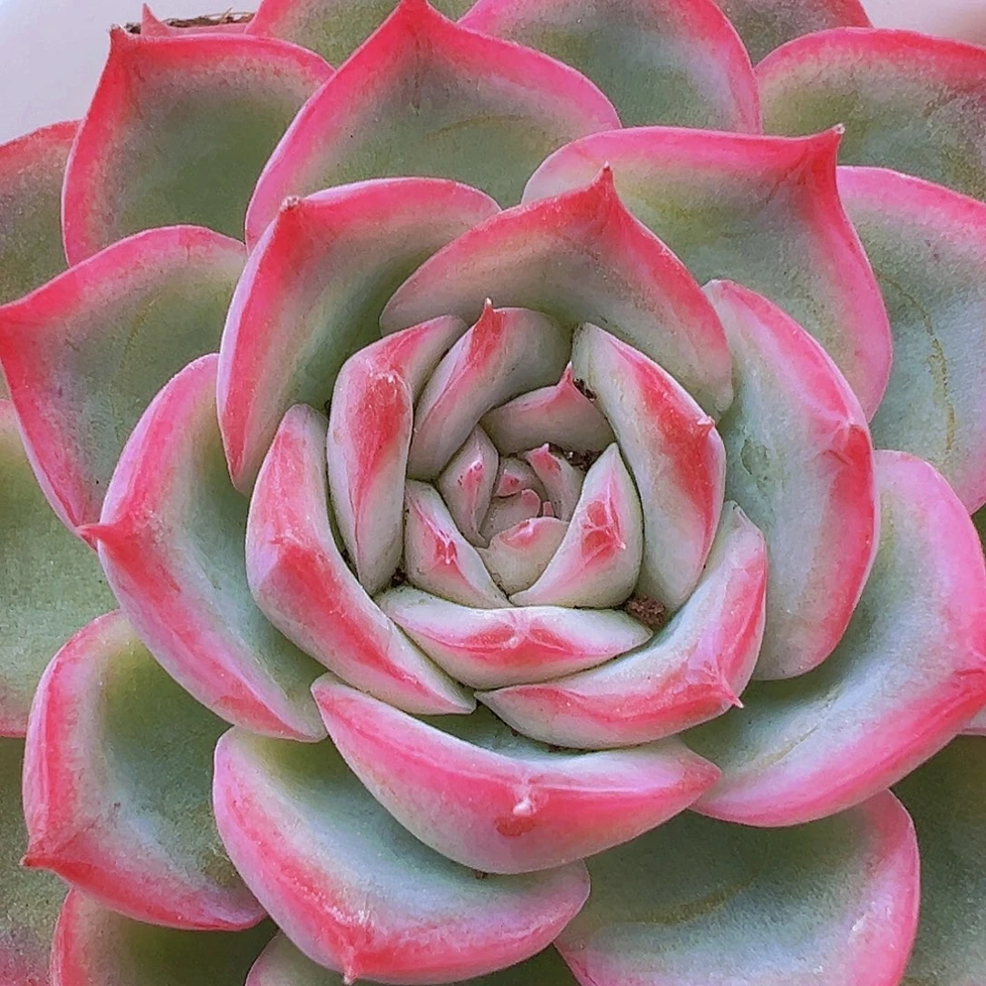 精品侧影19包邮多肉