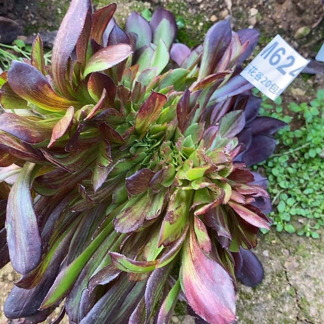 624欧若拉缀多肉植物