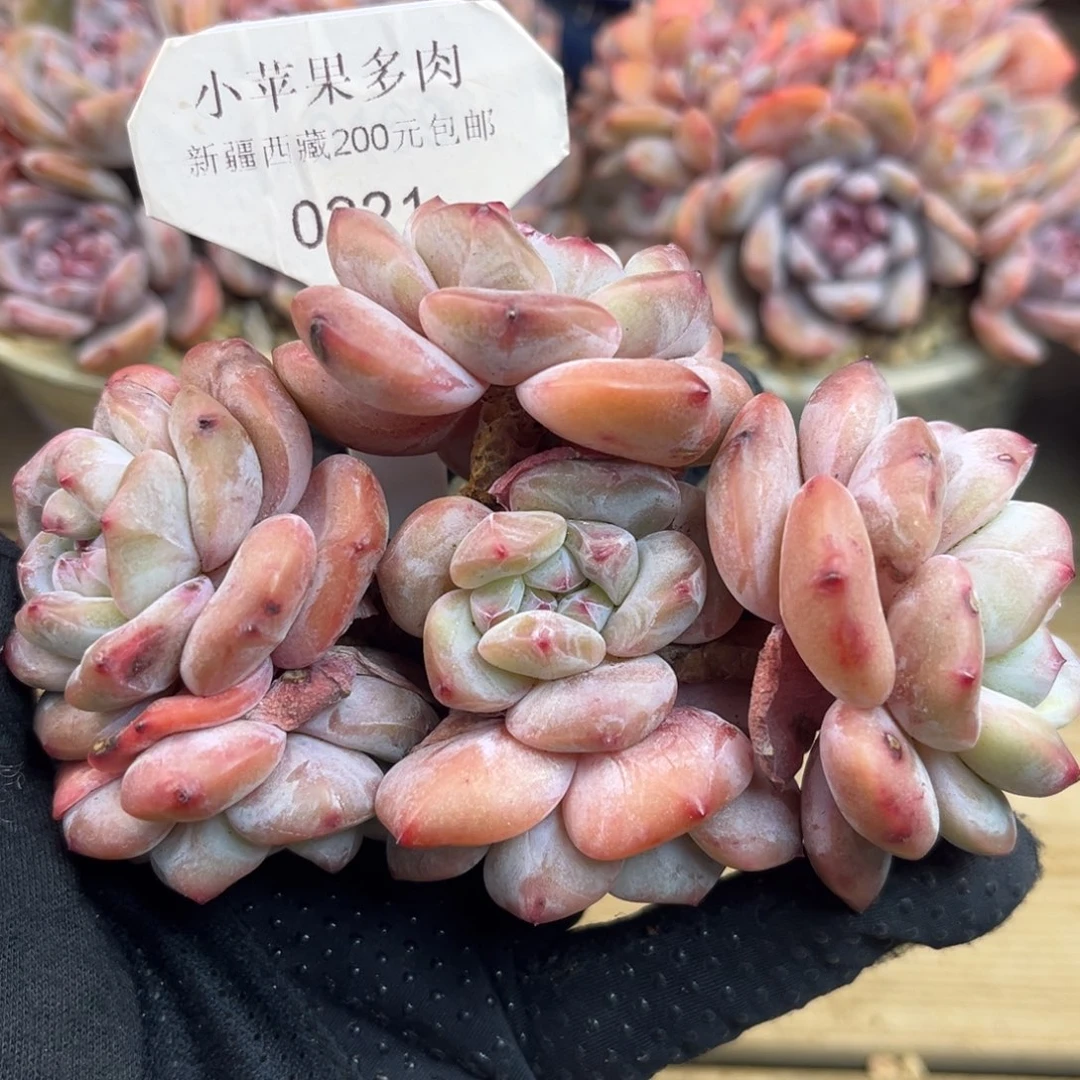 绿底紫心221/13cm6头