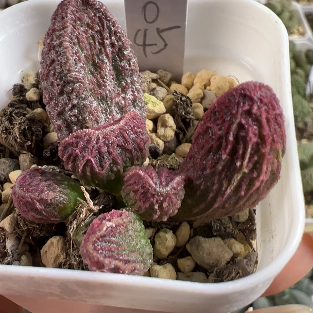实生新品大苗多肉植物水泡多肉植物