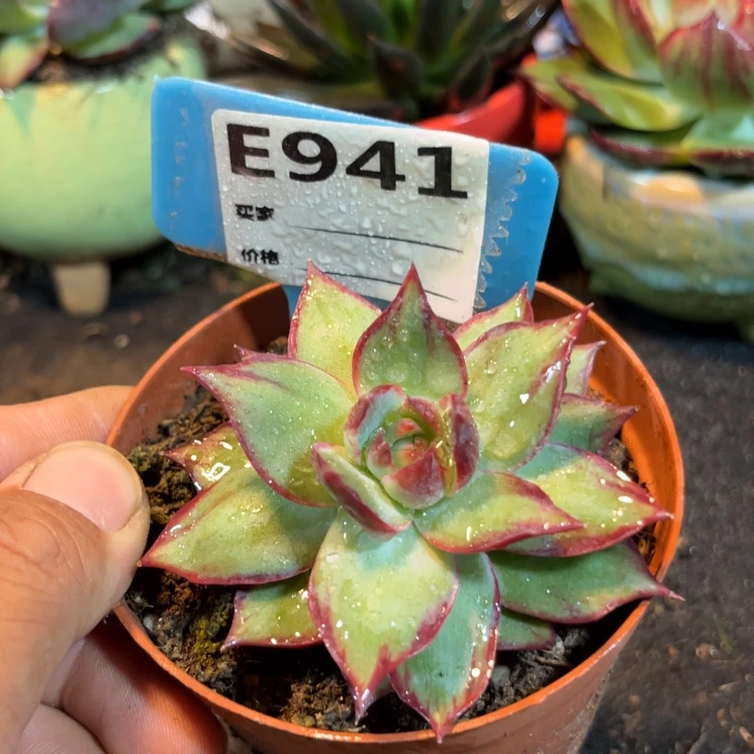 惊鸿仙子多肉植物941
