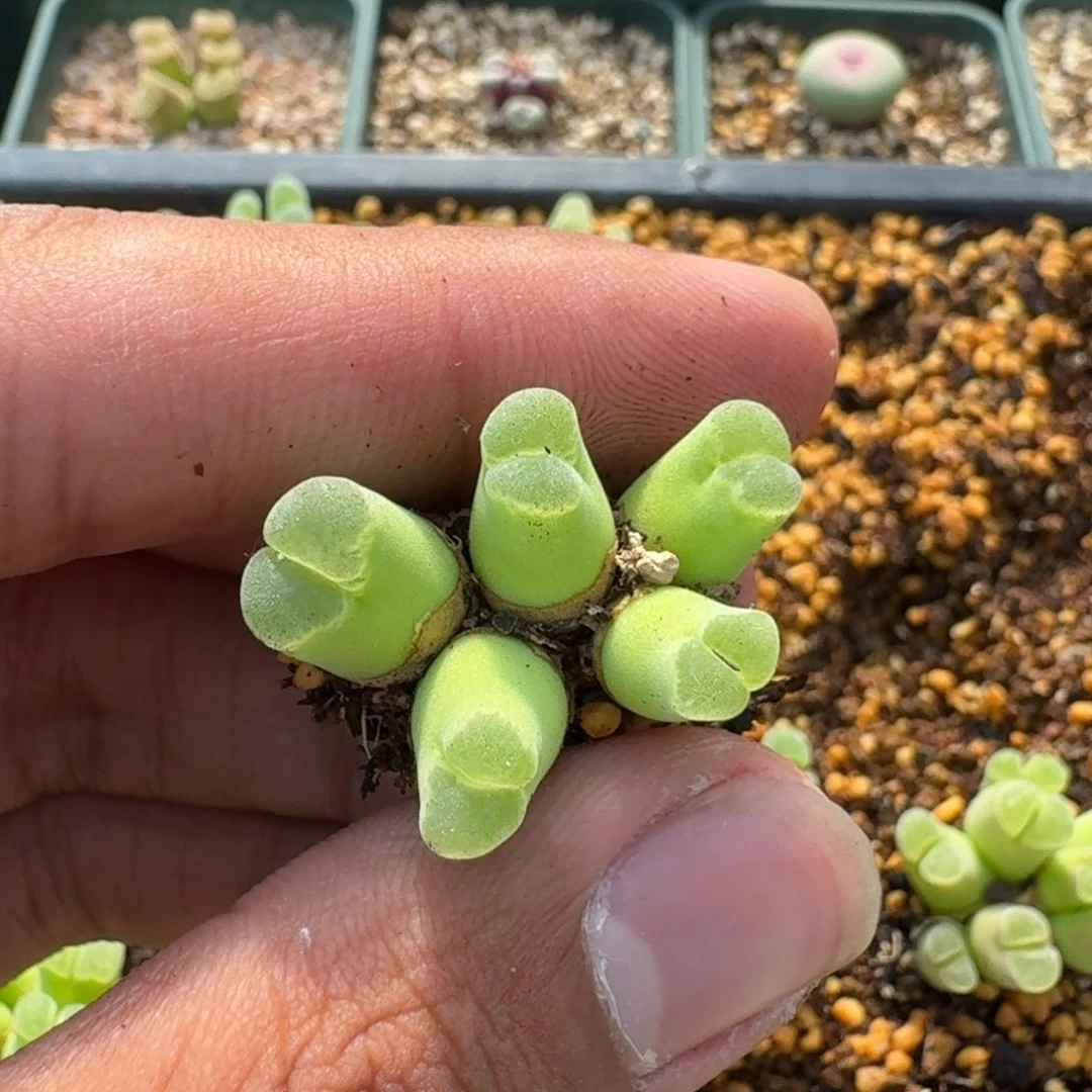 v**q云缦精品番杏25.28