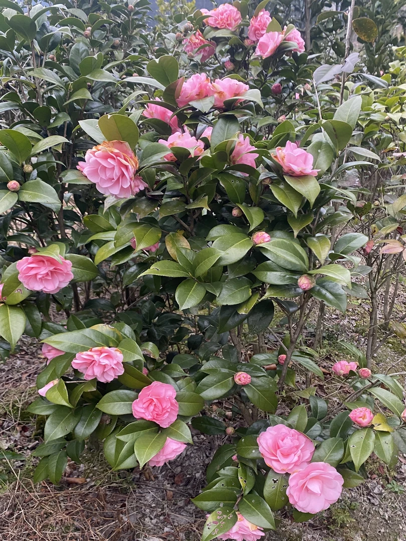 山茶花树苗中规格多年地栽苗