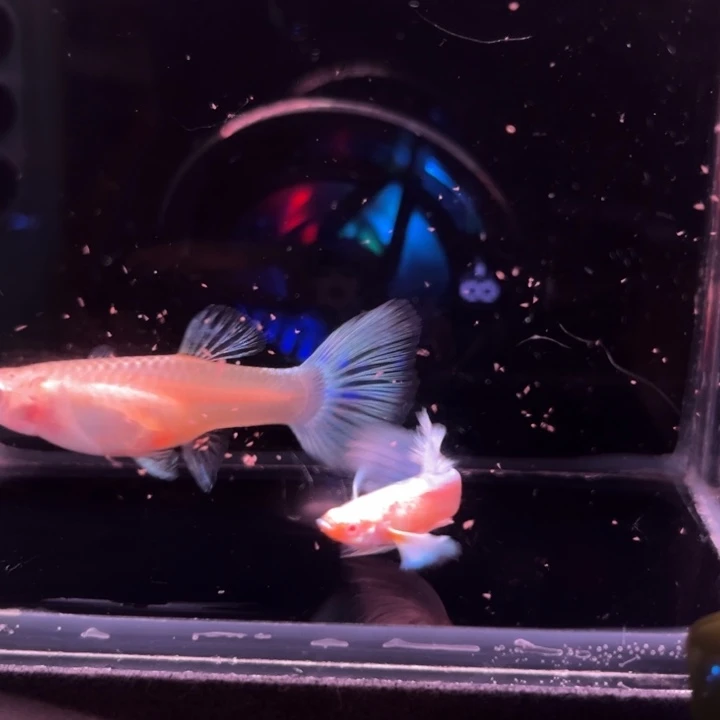 孔雀鱼蓝白飞船1对