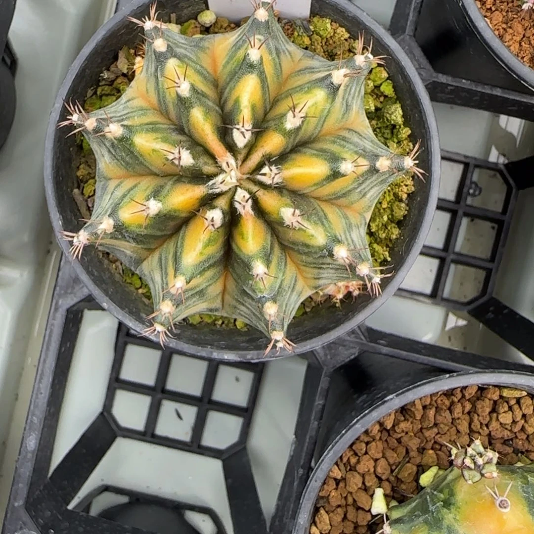 78-0310脱土发多肉