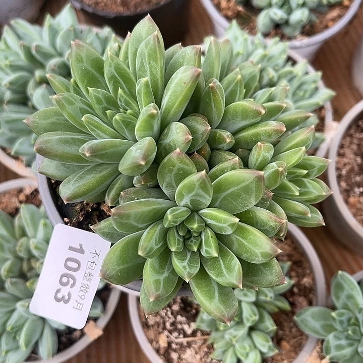 阿雅园艺。       1023青花瓷