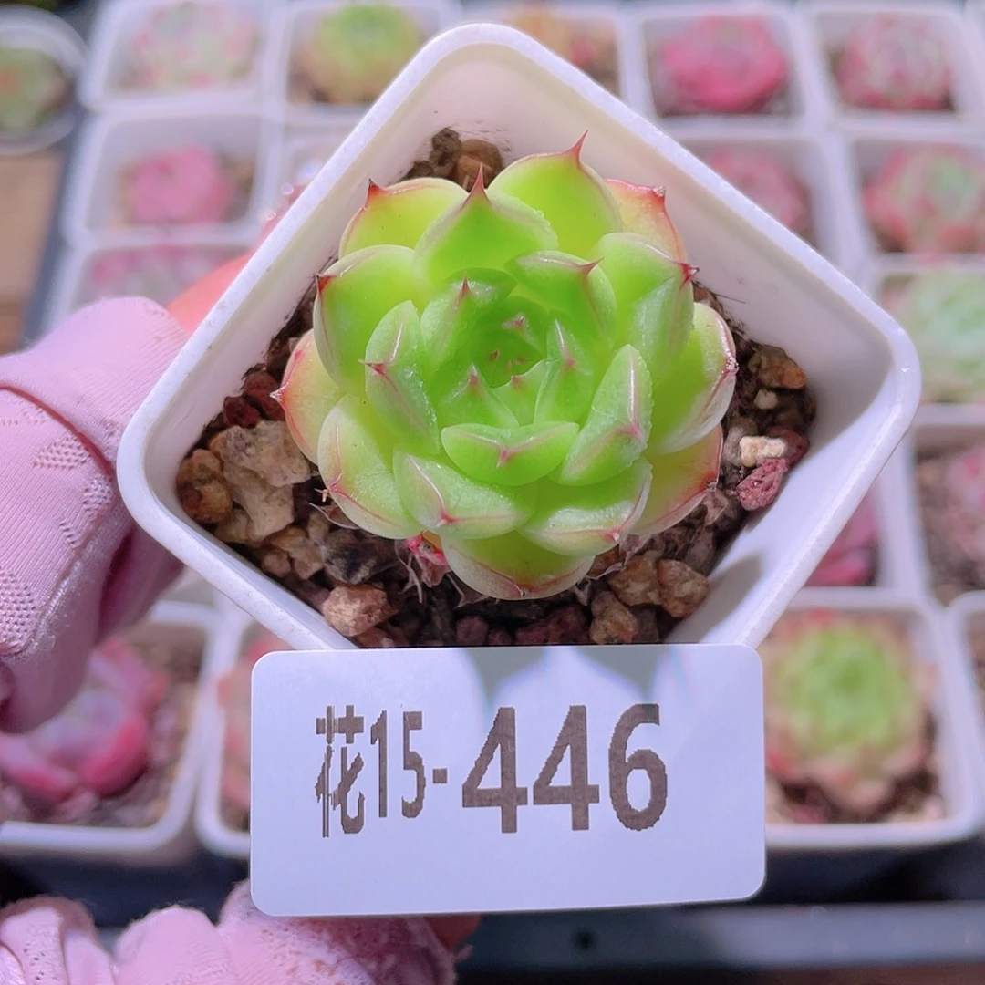 花利美15-446海王