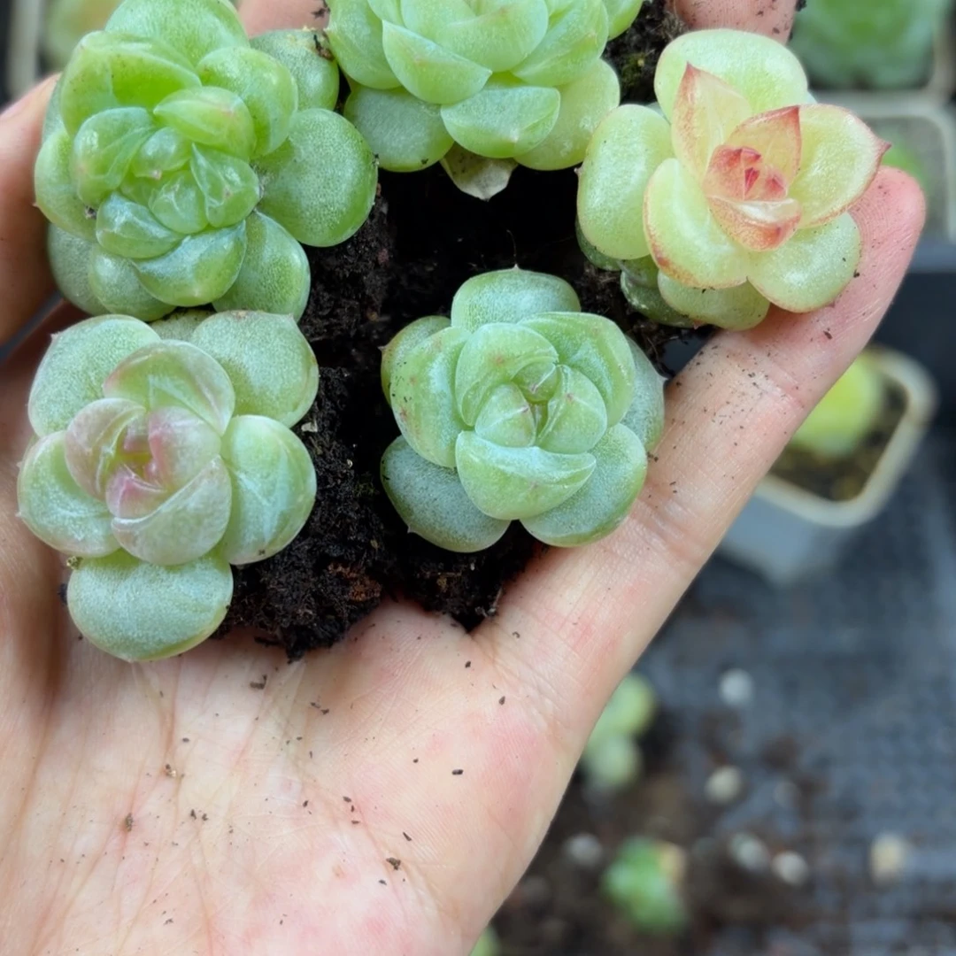 东篱下多肉植物哈哈哈哈37